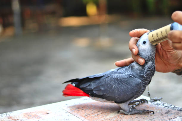 istock Baby birds are being fed by humans 1249095368