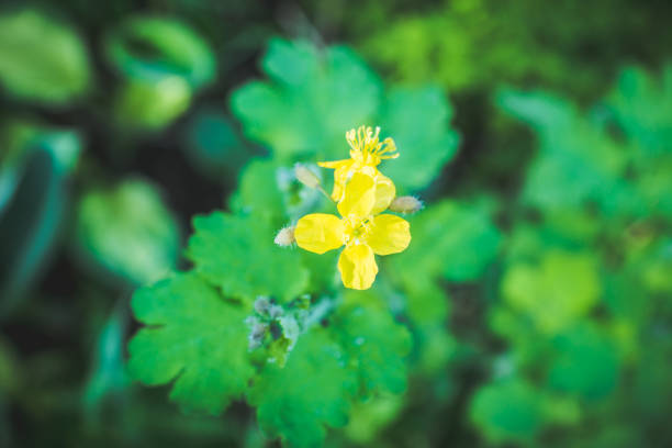 Blooming celandine in the garden. Selective focus.