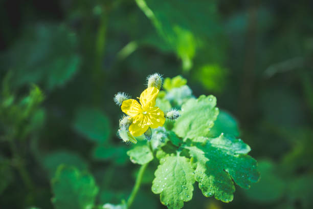 istock Blooming celandine in the garden 1249095517