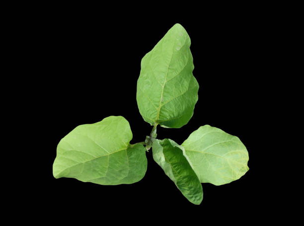istock Eggplant plant on a black background. 1249097445