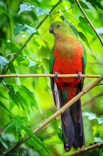 Young King Parrot perched in the tree tops