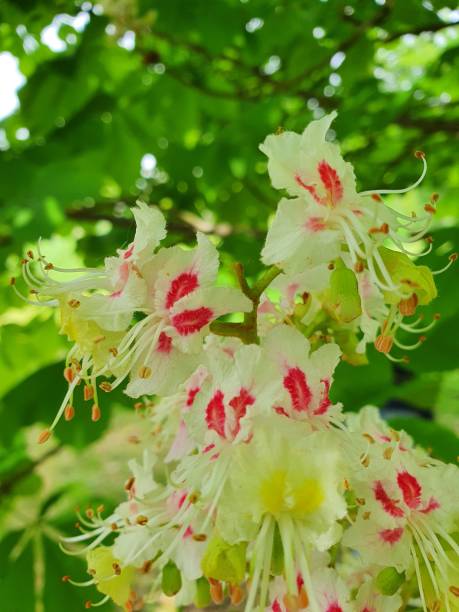 chestnut blossom stock photo