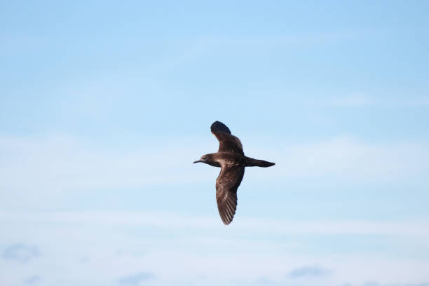 Common shearwater found in Australasian waters.