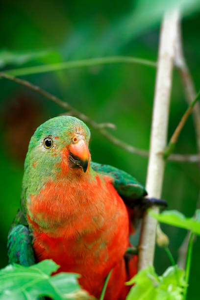 istock Juvenile Male King Parrot (Alisterus scapularis) 1249100879