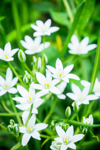 istock Blooming white Ornithogalum in the garden 1249101762
