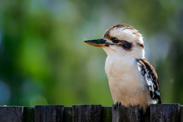 istock Laughing Kookaburra sitting on a fence 1249101837