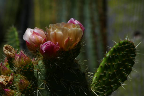 istock The flowering cactus : opuntia 1249102722