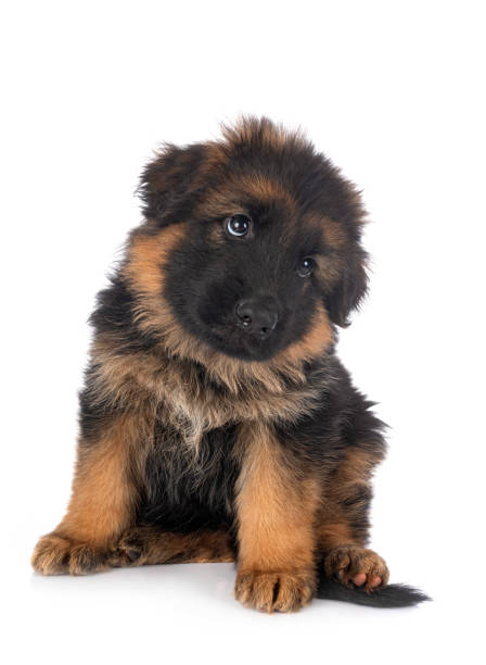 Long Haired German Shepherd Puppies Stock Photos, Pictures & Royalty-Free  Images - iStock