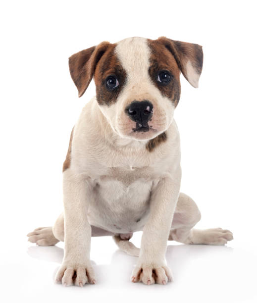 istock puppy american bulldog 1249102834