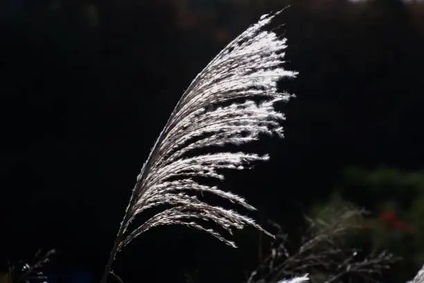 Ear of the Japanese pampasgrass / Autumn landscape in Japan.