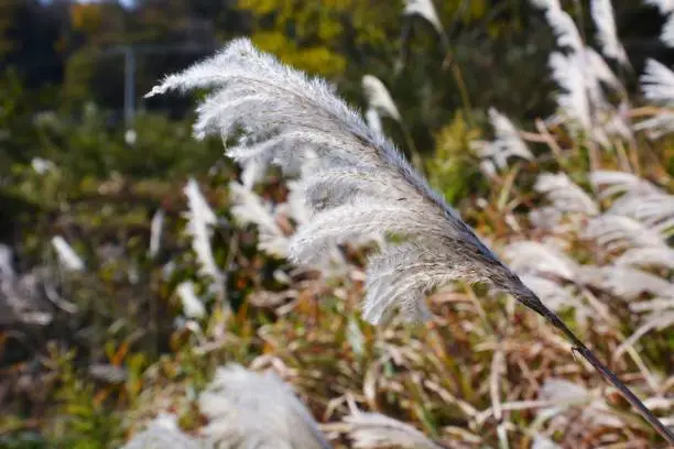 Ear of the Japanese pampasgrass / Autumn landscape in Japan.