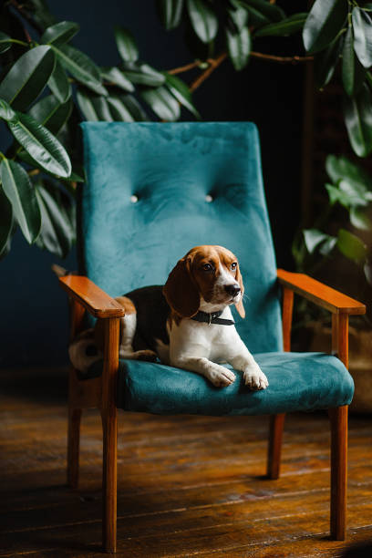 Beautiful dog Beagle sitting on a green chair in the apartment interior Beautiful dog Beagle sitting on a green chair in the apartment interior. High quality photo lounge chair photos stock pictures, royalty-free photos & images