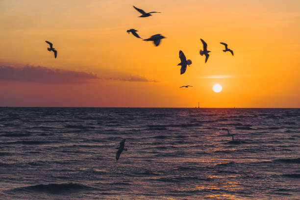 istock Scenic View of Seagulls on Beach Against Sky During Sunset 1249108763