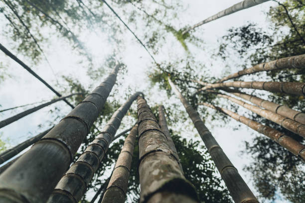 istock Bamboo trees in the forest Green in nature 1249109564