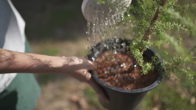 4K Watering Manuka flower pot at outdoor with sunlight