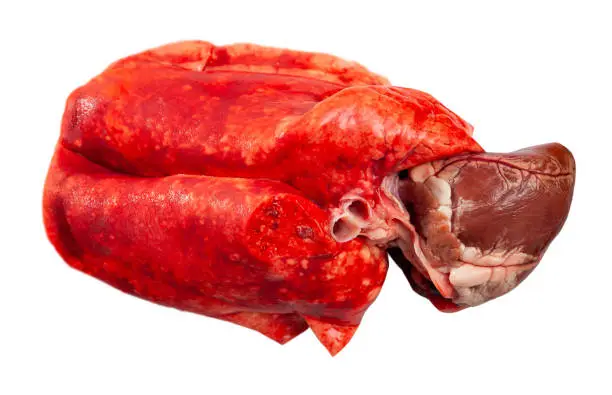 Photo of Raw lamb heart and lungs