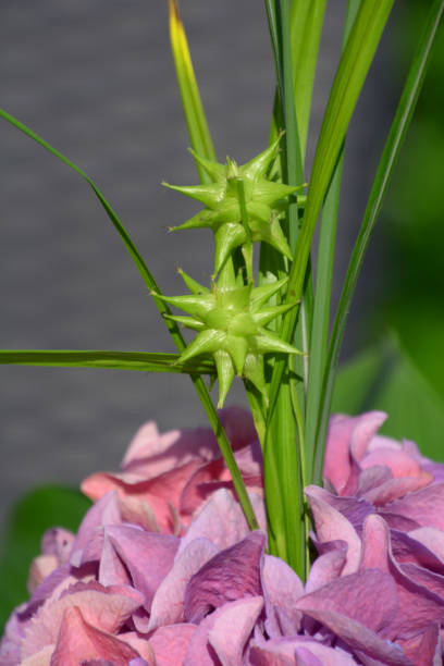 carex grayi abstract flowering plant in full sun garden gray´s sedge in bloom sedge stock pictures, royalty-free photos & images