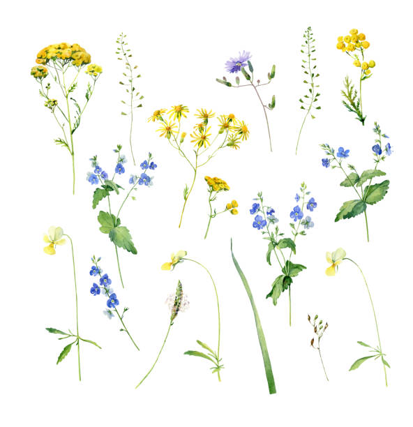 野生の青と黄色の花のセット。 - tansy点のイラスト素材／クリップアート素材／マンガ素材／アイコン素材