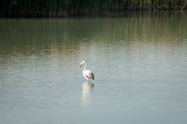 istock Flamingos eating in a lagoon. 1249112689
