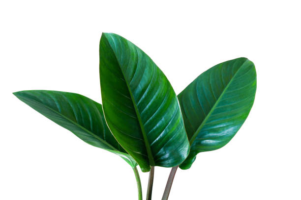 istock Beautiful Tropical leaf isolated on white background 1249112848