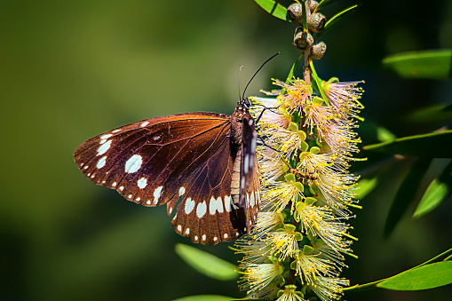 Butterflies in the meadow, colorful butterflies, Konya Tropical Butterfly Garden