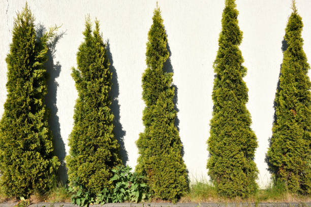 istock Thuja green bushes against white wall 1249114402