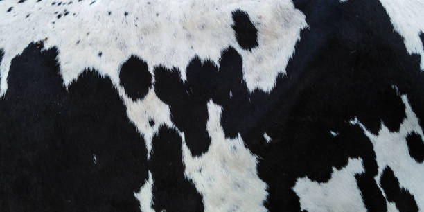 毛皮の黒と白のパターン - fur cow cattle textur ストックフォトと画像