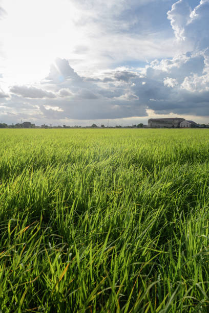 istock Low Angle View of Rice Fields Against Sky During Sunset 1249114745