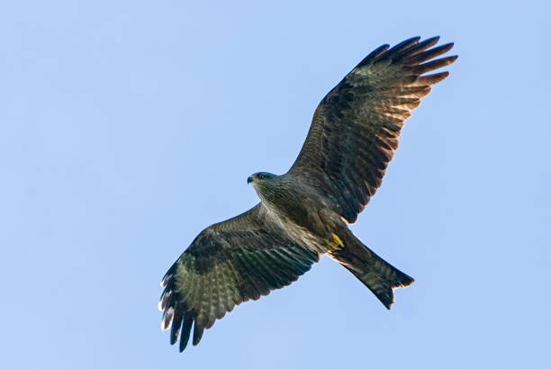 Black Kite Black Kite flying milvus migrans stock pictures, royalty-free photos & images