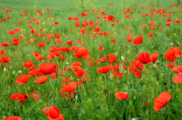 field grow red poppies around meadows road turns  green trees lawn papaver somniferum - plastic poppy imagens e fotografias de stock