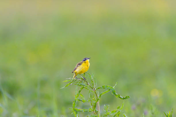 istock Bird - Yellow Wagtail (Motacilla flava) male, spring time 1249115602