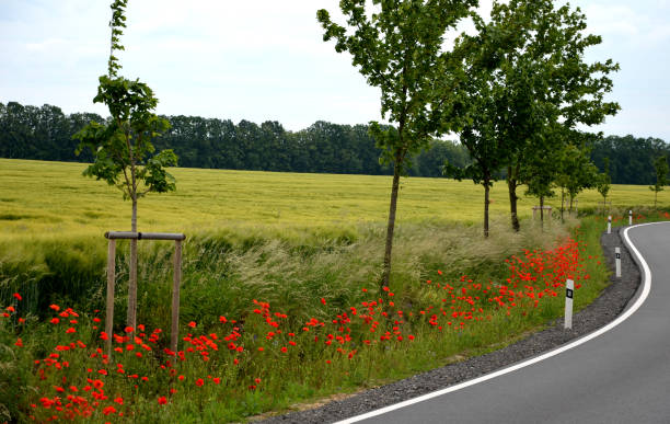 a new asphalt road with white line on the sides in a ditch along which grow maples red poppies around field meadows road turns reconstruction gray green trees lawn gravel bollard papaver somniferum - plastic poppy imagens e fotografias de stock