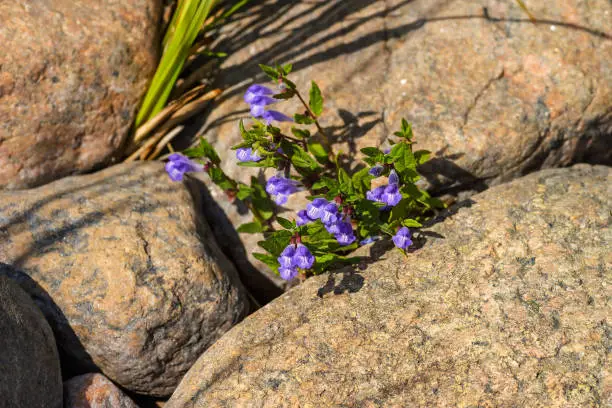 Photo of Skullcap flowers in a cliff crevice