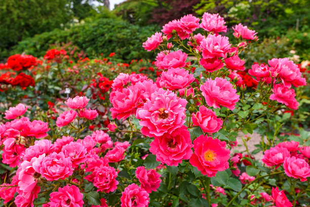 istock Beautiful red roses in a garden 1249116706