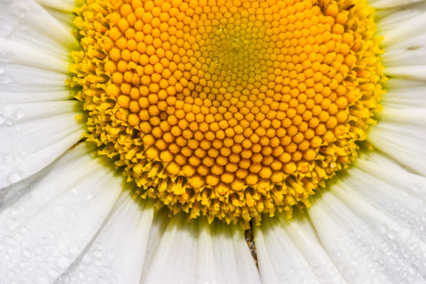istock Close up at a blooming Oxeye daisy flower 1249116714