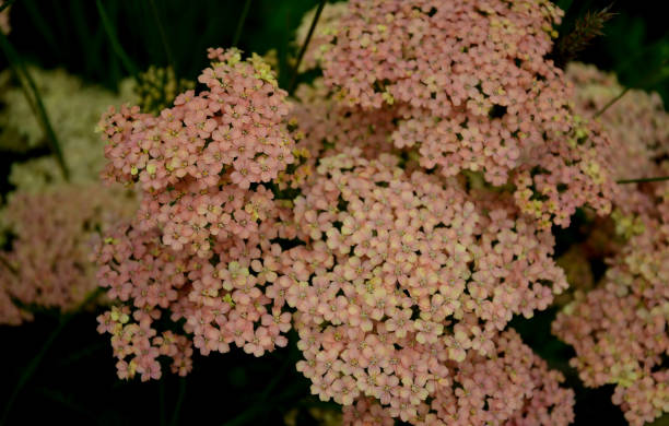 Yarrow is a blooming large number of lilac pink orange beige flowers that bloom into a light lavender pink. With a height of about 60 cm, it fits into the center of a perennial flowerbed achillea, millefolium, terracotta, desert, eve, lilac, beauty, white, urban, flower bed, prairie, steppe, pink, beige, orange, yellow, centranthus, ruber, coccineus, road, curb, granite, gray, asphalt, sign, blossom, bloom, flower, perennial, ornamental, garden, park, sage, purple, grass, grasses desert sage plant stock pictures, royalty-free photos & images