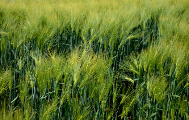 小麦2色の緑の色合いの大麦の色と質感の密接なコントラストのシリアルフィールドの2色 - barley wheat grass green ストックフォトと画像
