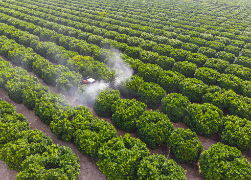 Aerial shot of a tractor spraying insecticide or fungicide on orange trees in a large garden