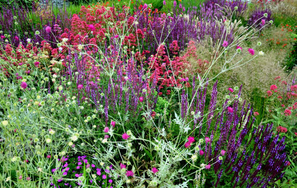 istock sage offers medium-high, compact tufts with stems 35-45 cm high. For a long time, erect ears of lavender blue-violet flowers bear. The main flowering in May 1249117123