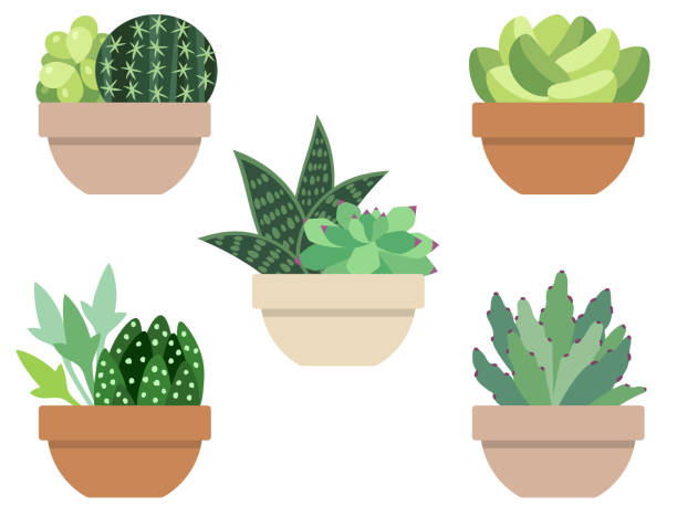 illustrazioni stock, clip art, cartoni animati e icone di tendenza di set di illustrazioni di piante in vaso succulente e cactus - white background freshness variation brown