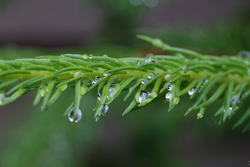 transparent drops after rain on spruce branches