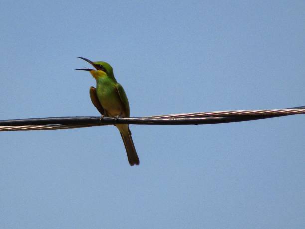 istock Beautiful bird stock photography 1249118035