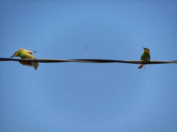 istock Beautiful bird stock photography 1249118638