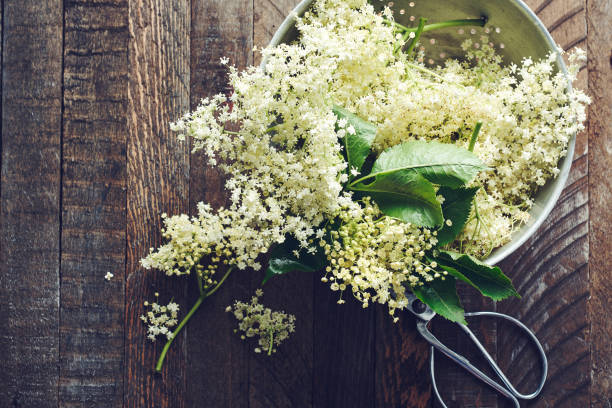 istock White elderberry flowers in a colander. 1249118811