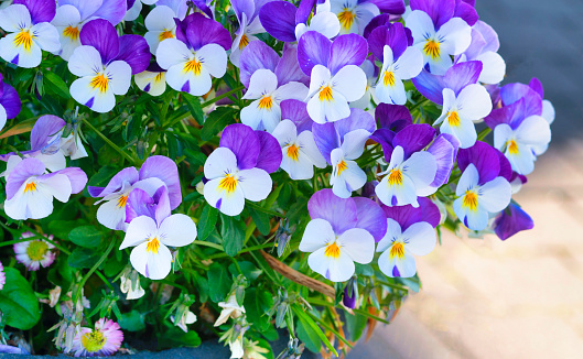 Purple yellow pansy flower plant Northern Lights variety on white background. Floral food decoration and herbal medicine. Treats dandruff, cradle cap, acne, purifies blood, skin disorders, psoriasis.