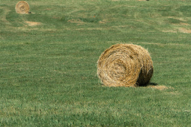 haystack in field 2 - homegrown produce wheat organic crop imagens e fotografias de stock