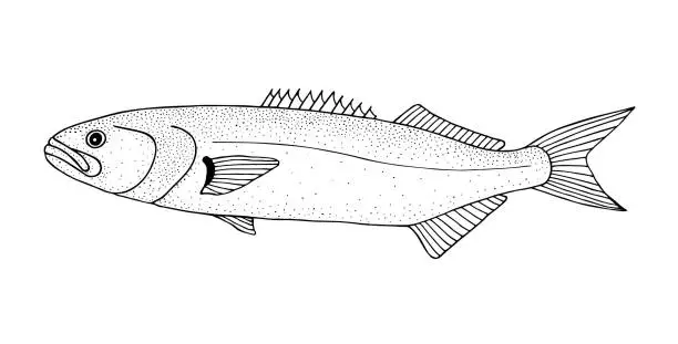 Vector illustration of Bluefish. Black hand drawn realistic outline vector image.