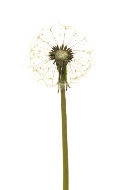 istock Dandelion blowball on a white background 1249123575
