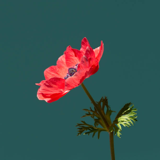 istock Red anemone flower on turquoise background. 1249123649