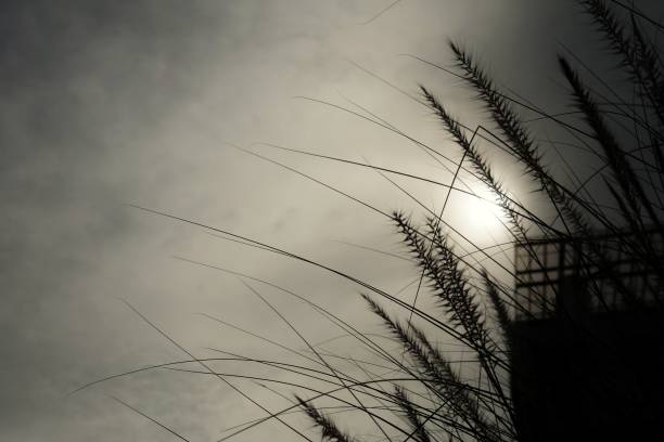 istock Silhouette sunset with wild grass flower blossom at dusk 1249123857